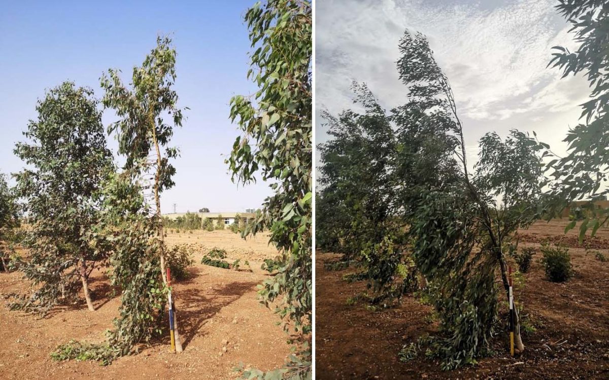 Eucalyptus's in July (left) and Septermber 2021. Photo: Natural Resouces Institute Finland
