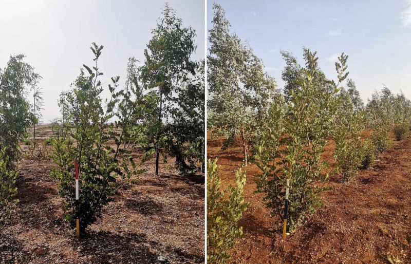 Carob trees in July and in September. Photo: Natural Resouces Institute Finland