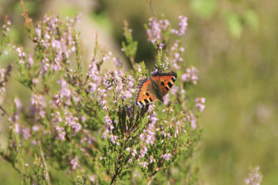 Nokkosperhonen on metsän pölyttäjä. Kuva: Sara Turunen