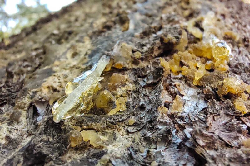 Resin on a tree