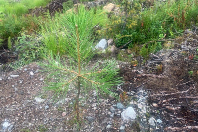 Mänty, istutettu vuonna 2021, pituus 40 senttiä.