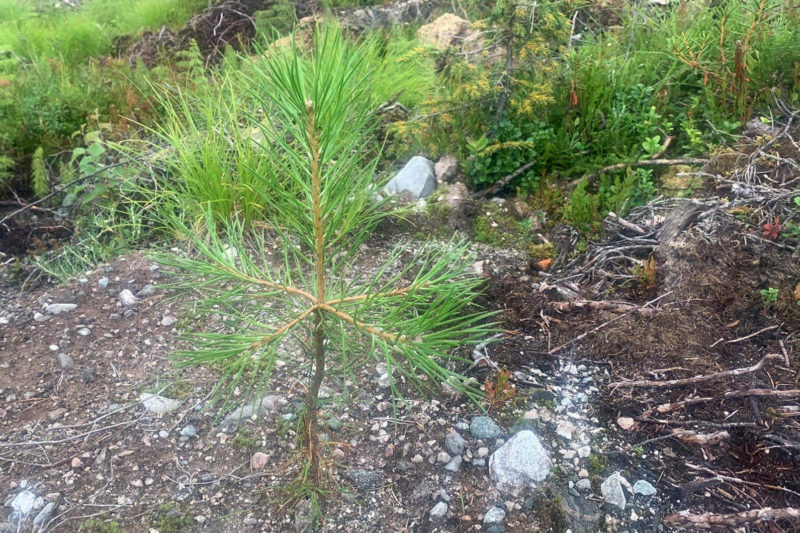 Scots pine, planted in 2021, height 40 centimetres. Photo: Tero Karjalainen / Finnish Forest Association