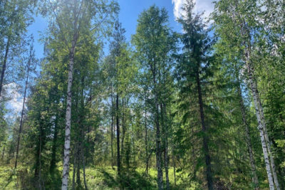 Mixed stand of spruce, Scots pine and birch. T