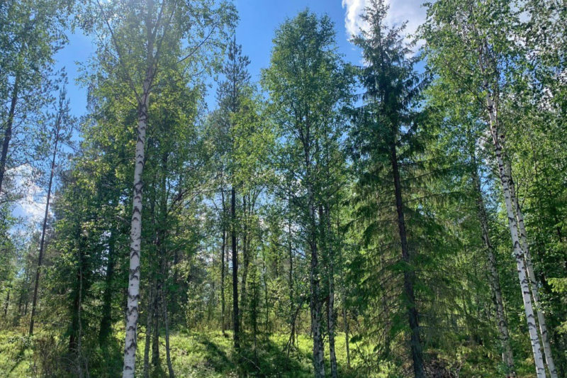 Luontaisesti uudistunut metsä Kuusamossa