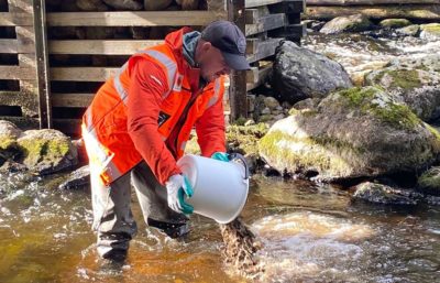 Stora Enso's purchasing manager Joel Sahlman volunteered for refurbishing the breeding grounds of lake trout at Kaarneenkoski in Kuhmo on Thursday. Image: Stora Enso.