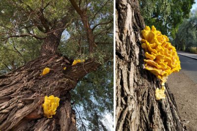 Käävät tuhoavat puita