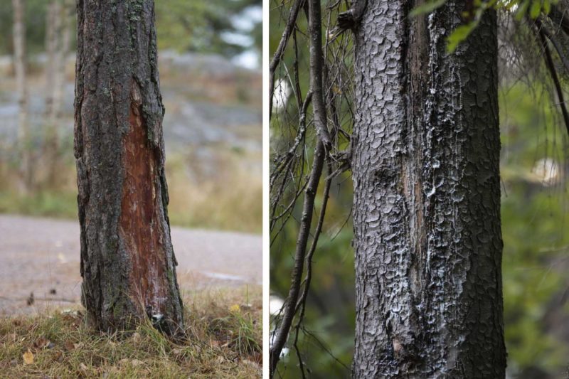 Injured trees