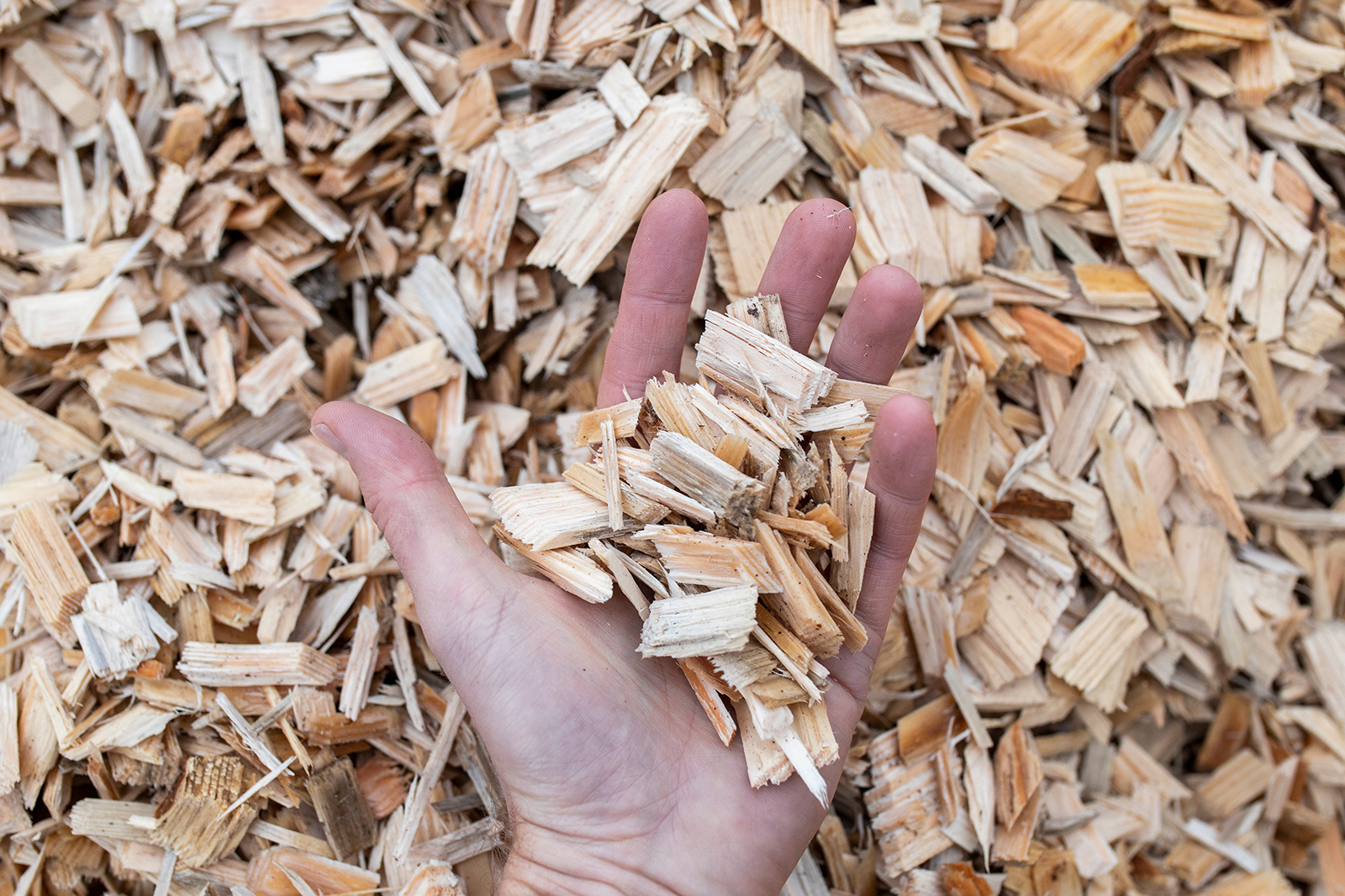 Wood chips. Photo: Shutterstock