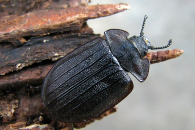 Isopehkiäinen - Peltis grossa. Kuva: Juhani Vesanen