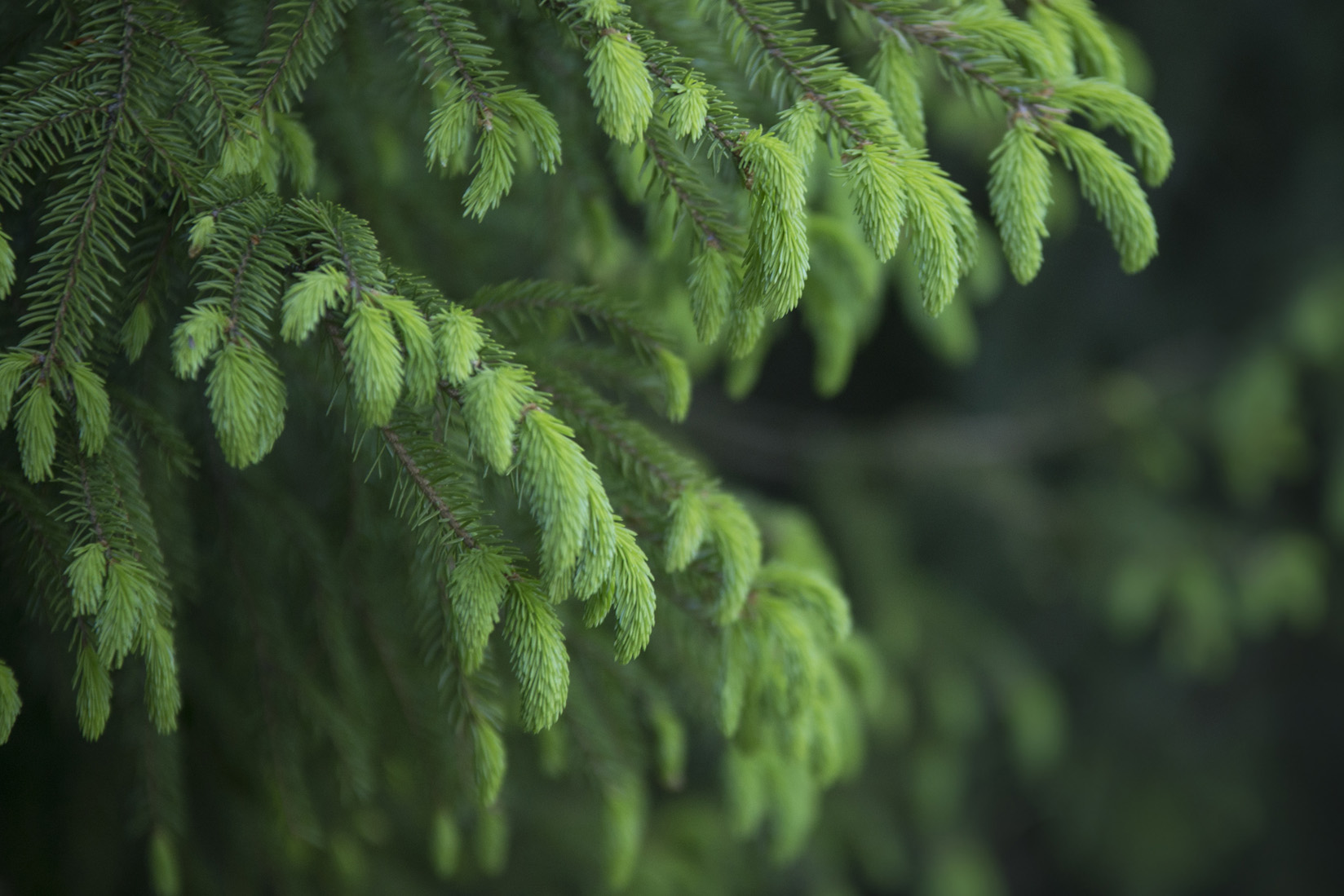 Pelastaako Metsien Lannoitus Suomen Hiilinielut Forest fi