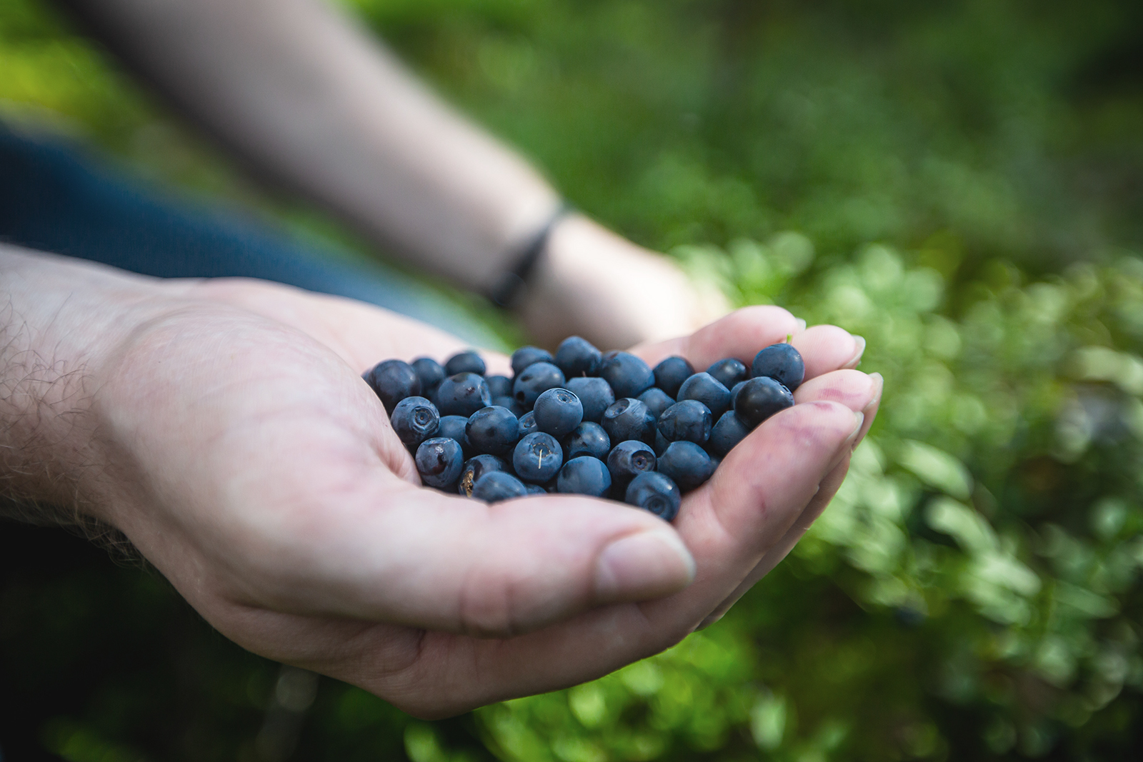Finns love to collect wild berries such as bilberries. Photo: Shutterstock
