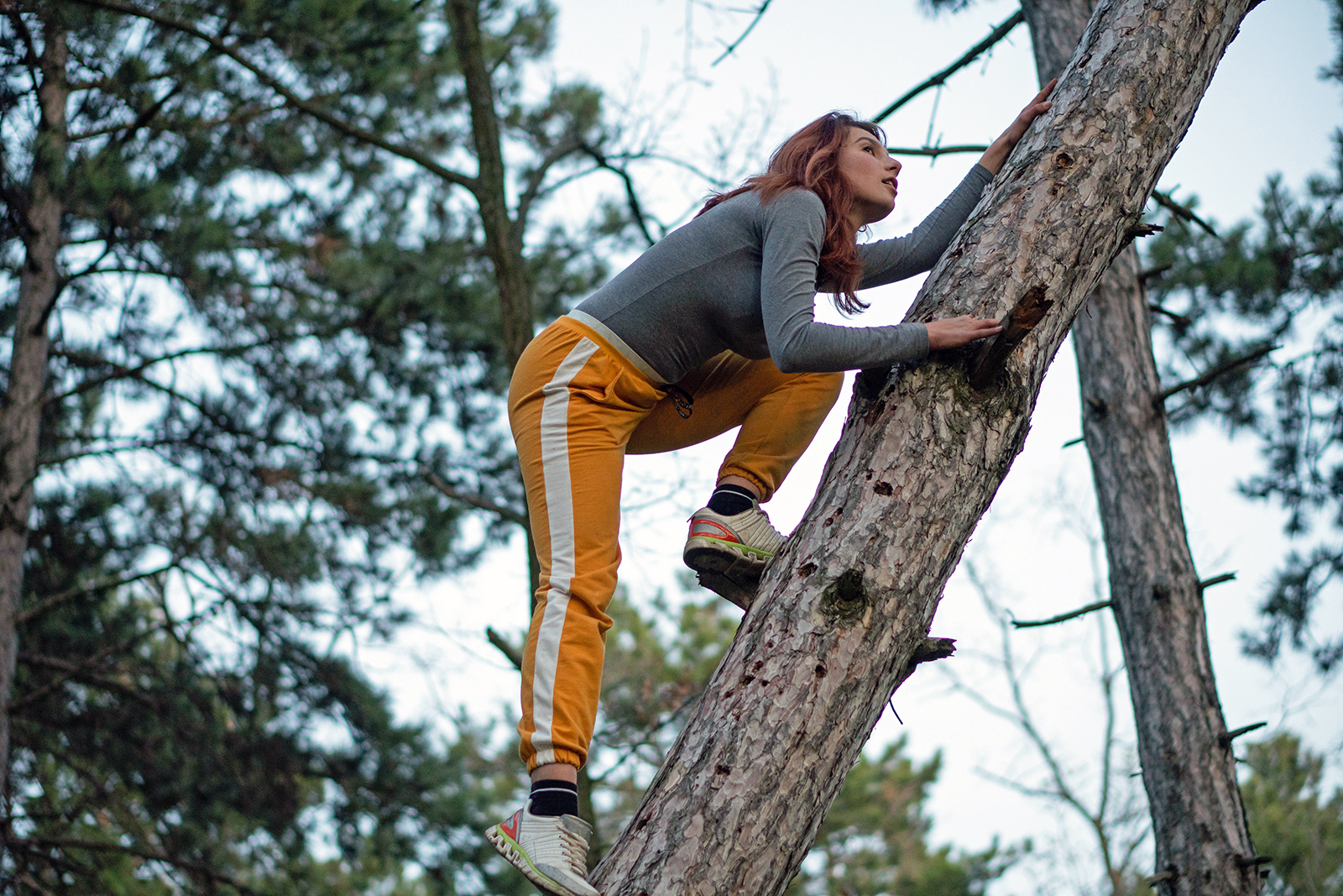Nuori nainen kiipeää männyn runkoa pitkin. Kuva: Shutterstock