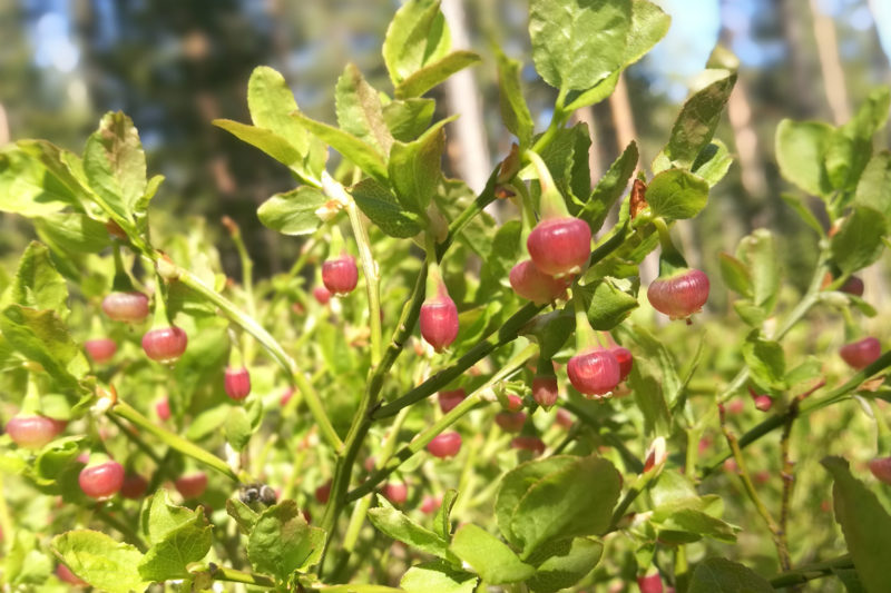 Flowering bilberry. Photo: Anna Kauppi