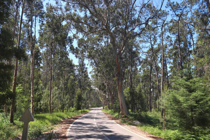 Portugal eucalyptus forest road near Figueira da Foz. Photo: Shutterstock