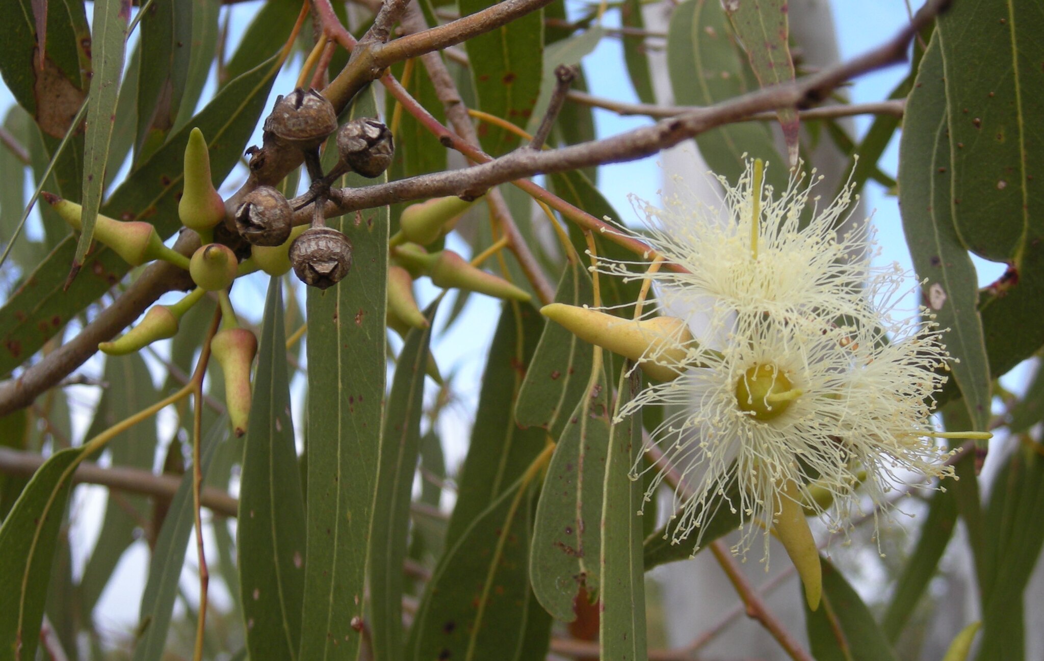 Eucalyptus tereticornis. Kuva: Ethel Aardvark, creativecommons.org