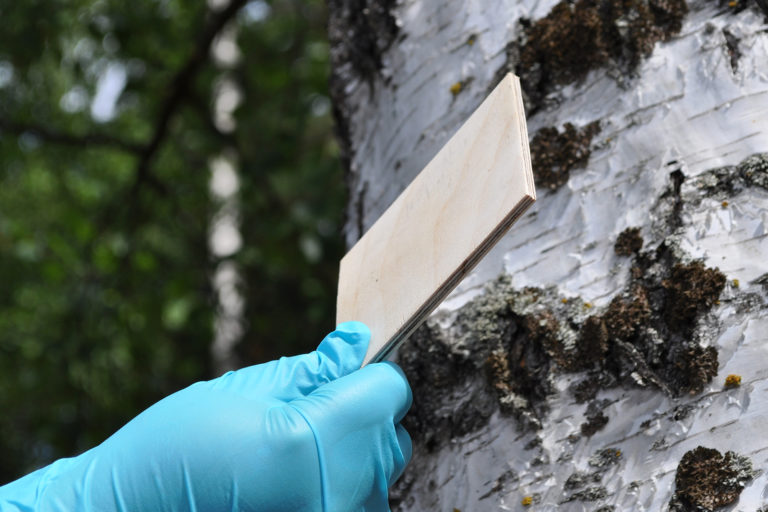 Vanerissa on käytetty Aalto-yliopistossa valmistettua ekoliimaa. Kuva: Aalto-yliopisto