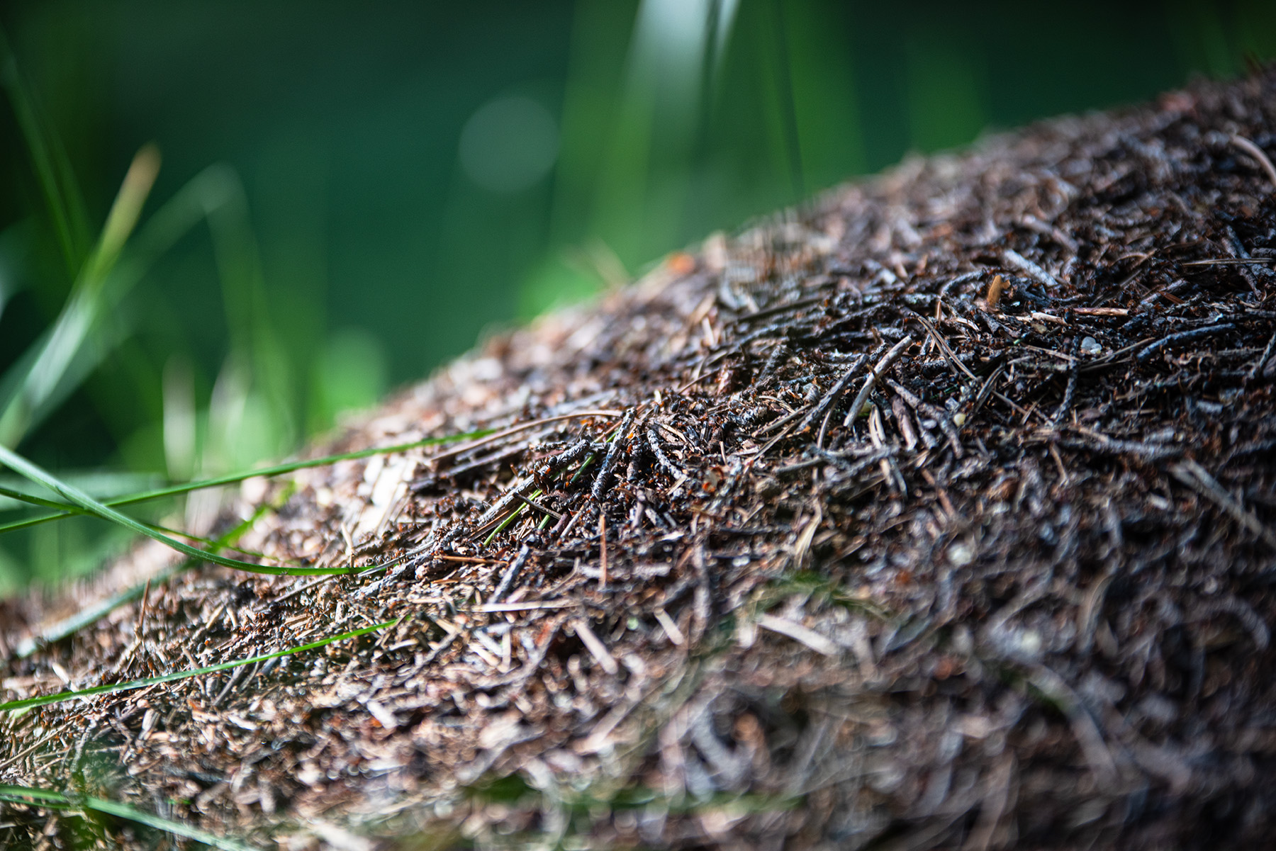 Mound ants nest