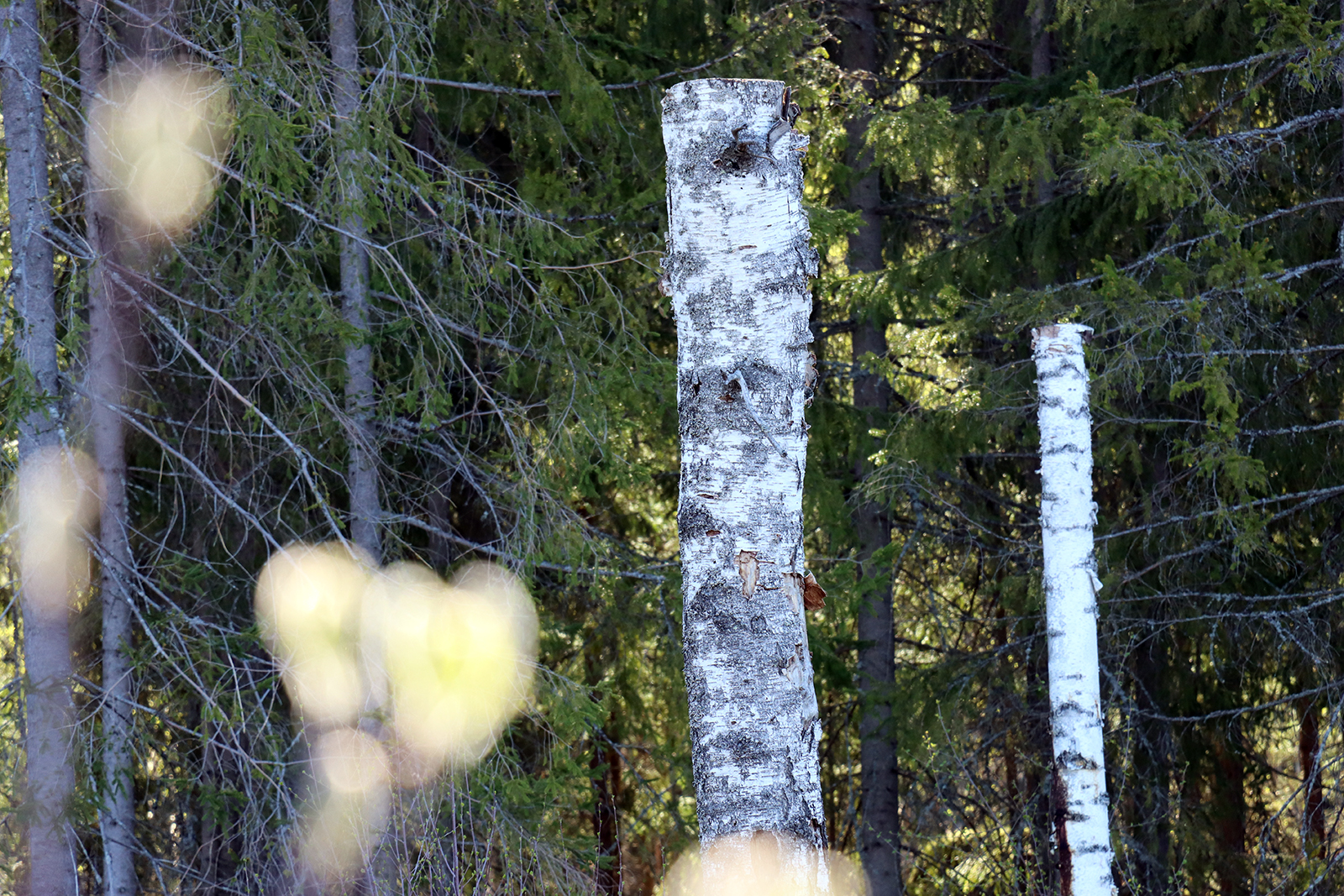 High Stump. Photo: Anna Kauppi