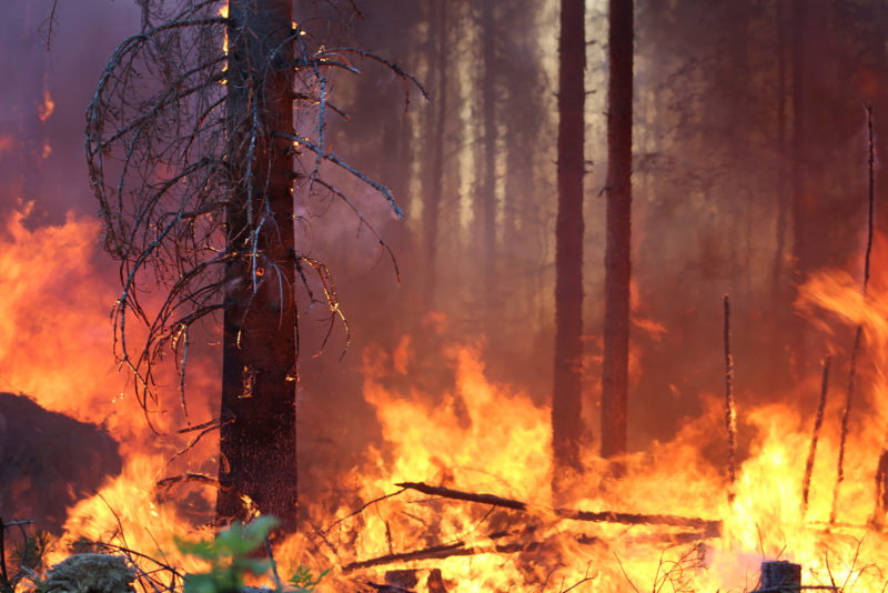 The highest numbers of species favouring fire sites were observed on sites that had been burned before. in a forest
