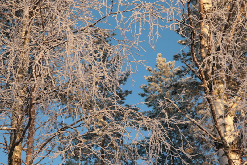 Mixed forests