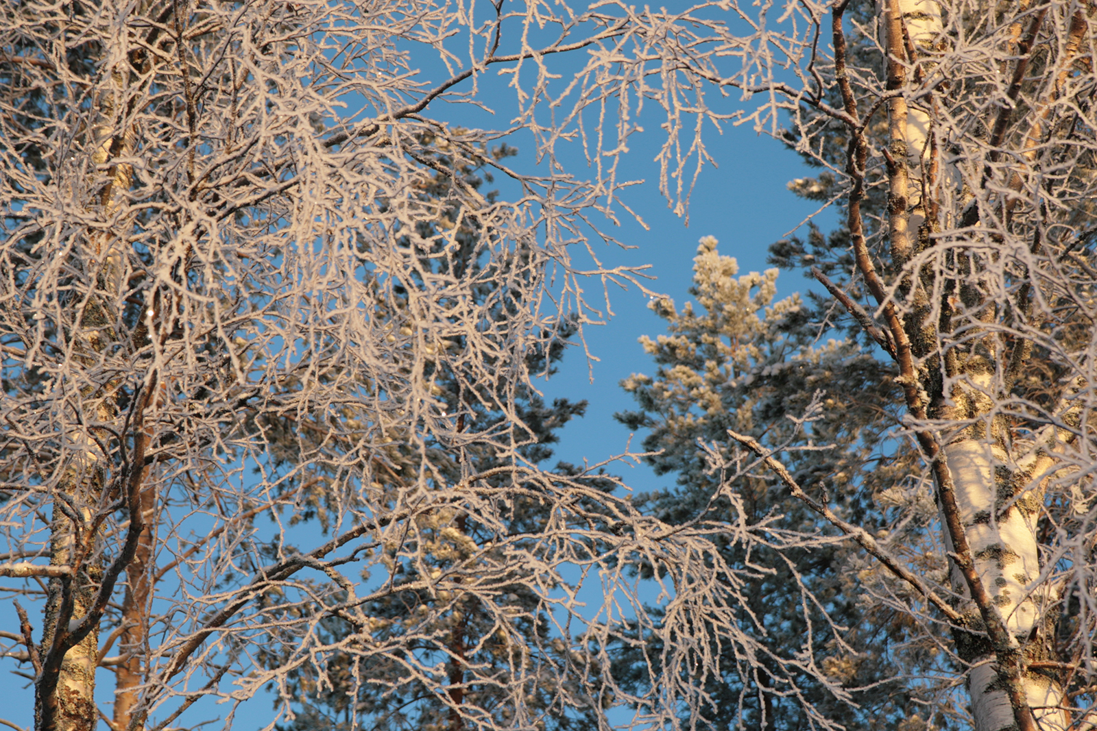 Talvinen metsä. Kuva: Anna Kauppi