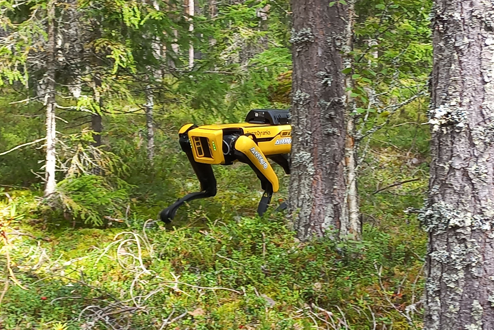 Robottikoira liikkuu metsässä