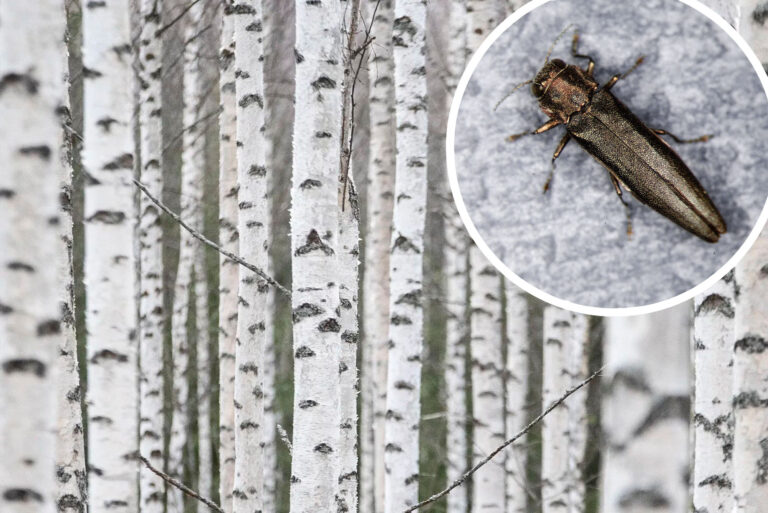 Study Bronze birch borer could kill all European birches Chilling
