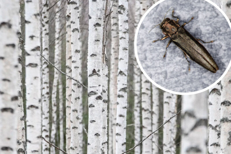 bronze birch borer beetle