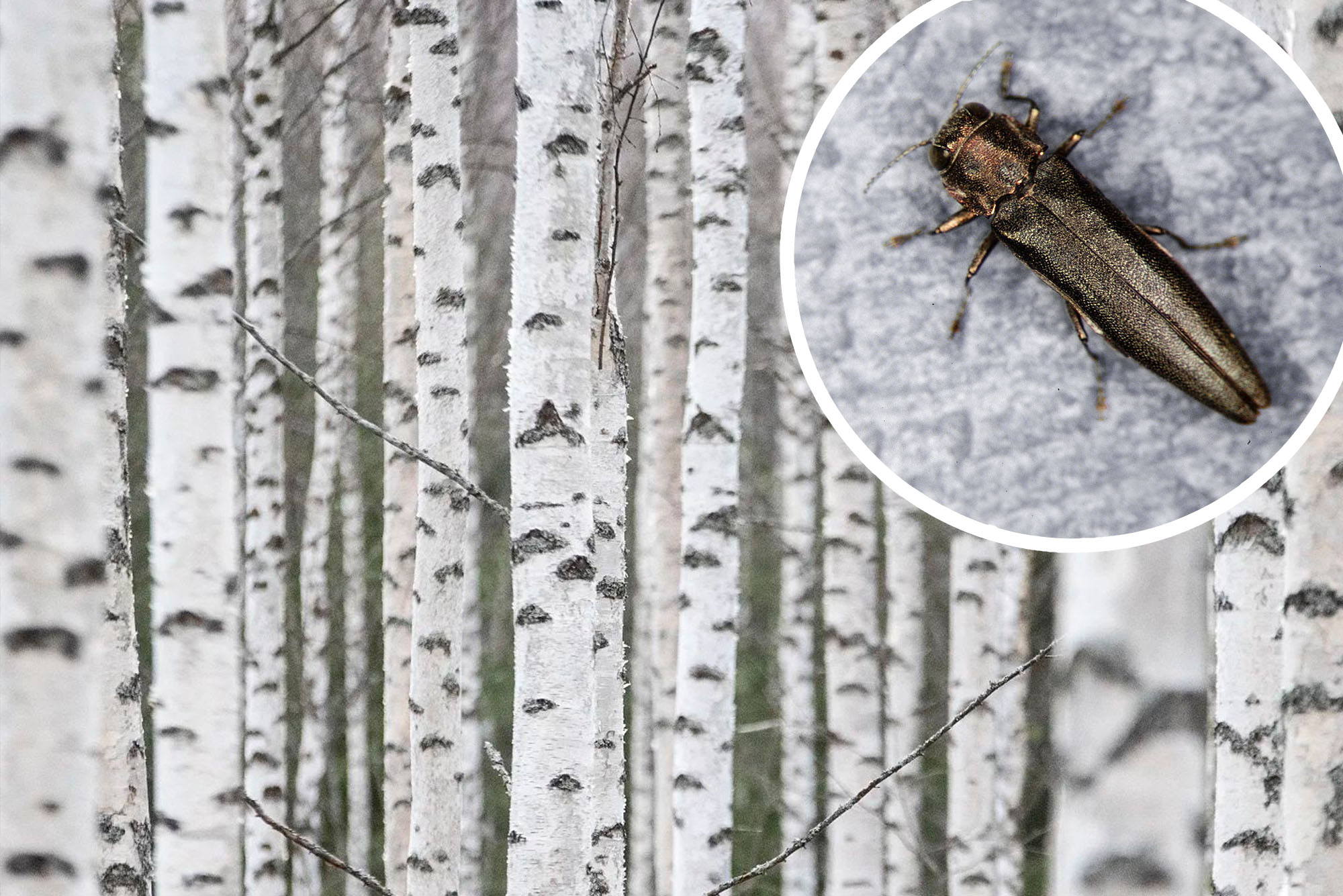 Pronssijalosoukon vaivaamien puiden rungossa ja oksissa on D-kirjaimen muotoisia, läpimitaltaan noin puolen sentin kokoisia ulostuloreikiä. Kuva: Whitney Cranshaw, Colorado State University, Bugwood.org, CC-BY-3.0-US