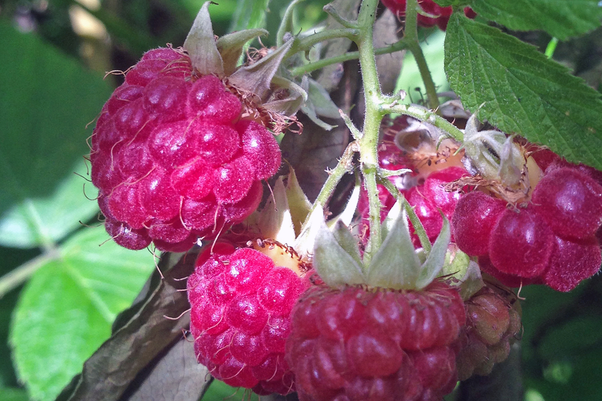 A small amount of berry extract is efficacious, especially against the ...