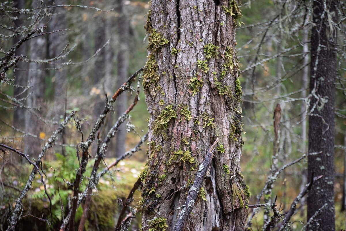 Finnish legislation does not require the sparing of retention trees and deadwood in connection with fellings. Photo: Vilma Issakainen / Finnish Forest Association