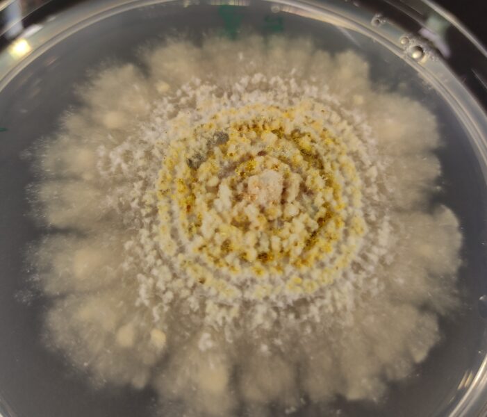 Petri dish showing a fungal pure culture of one species only grown from ...