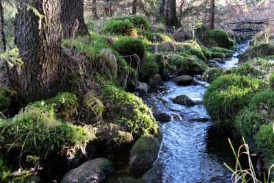 Metsäpuro. Kuva: Kuviasuomesta.fi