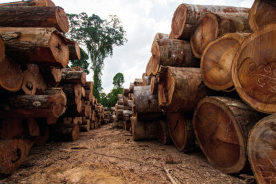 Tukkeja Amazonin alueella. Kuva: Shutterstock