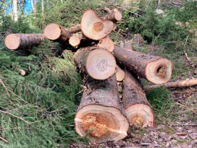 juurikäävän lahottamia kuusia pinossa