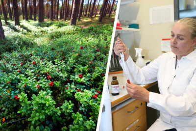 Dentist and researcher Pirjo Pärnänen, forest packed with ripe lingonberries.
