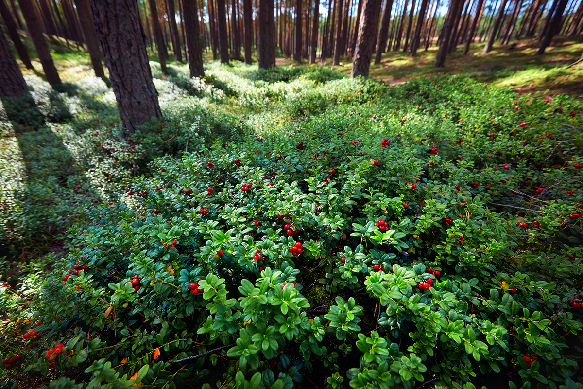 A Finnish forest filled with ripe lingonberries.