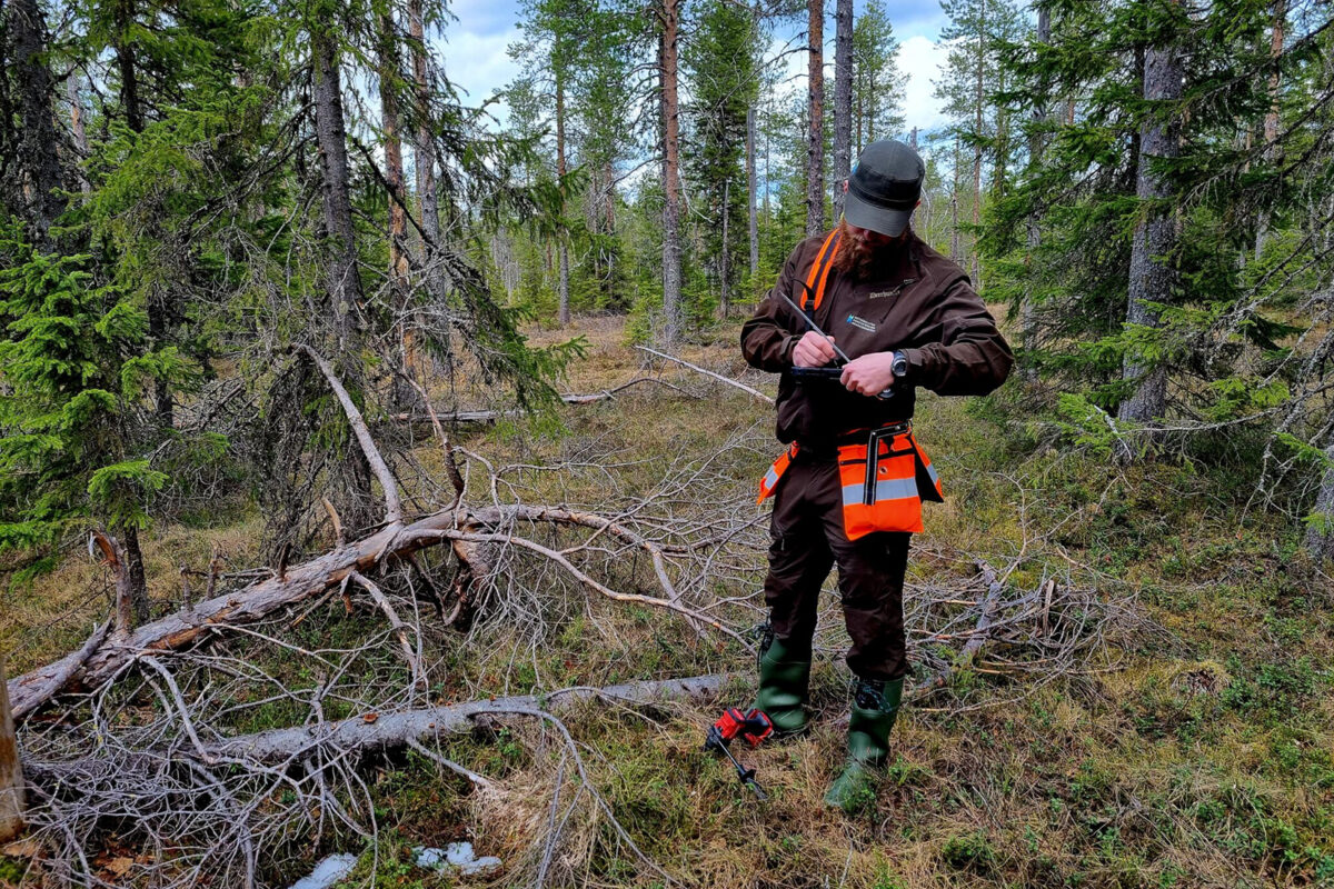 The inventory will be carried out over three field seasons. To date, more than 38 person-years have been invested in field inventories. Photo: Päivi Lazarov, Metsähallitus