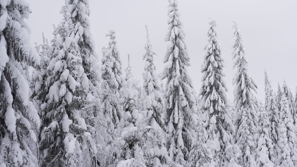 Talvimaisema. Kuva: Vilma Issakainen