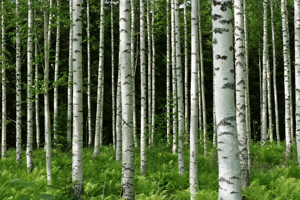 Койвуметсяа. Кува: Катри Химанен