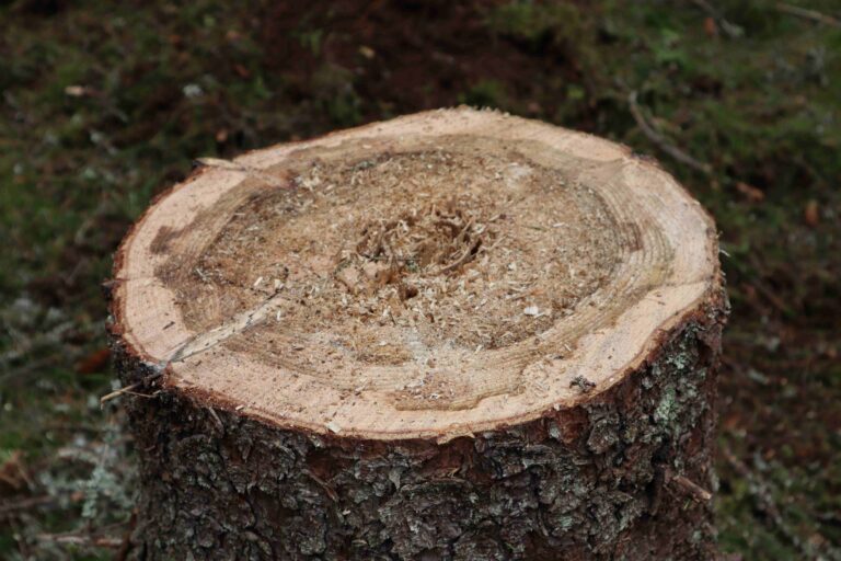 Heterobasidion decays the roots and stem of spruce and pine, often to a height of several metres. In particular, it destroys valuable butt logs, but it may take decades for the damage to be revealed.