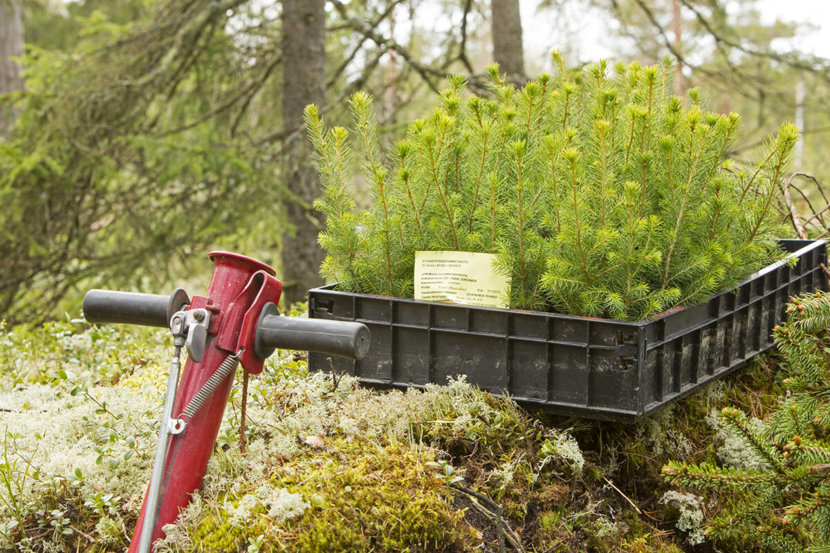 Kuusen taimia ja pottiputki sammaleisella kivellä. Кува: Suomen Metsäyhdistys