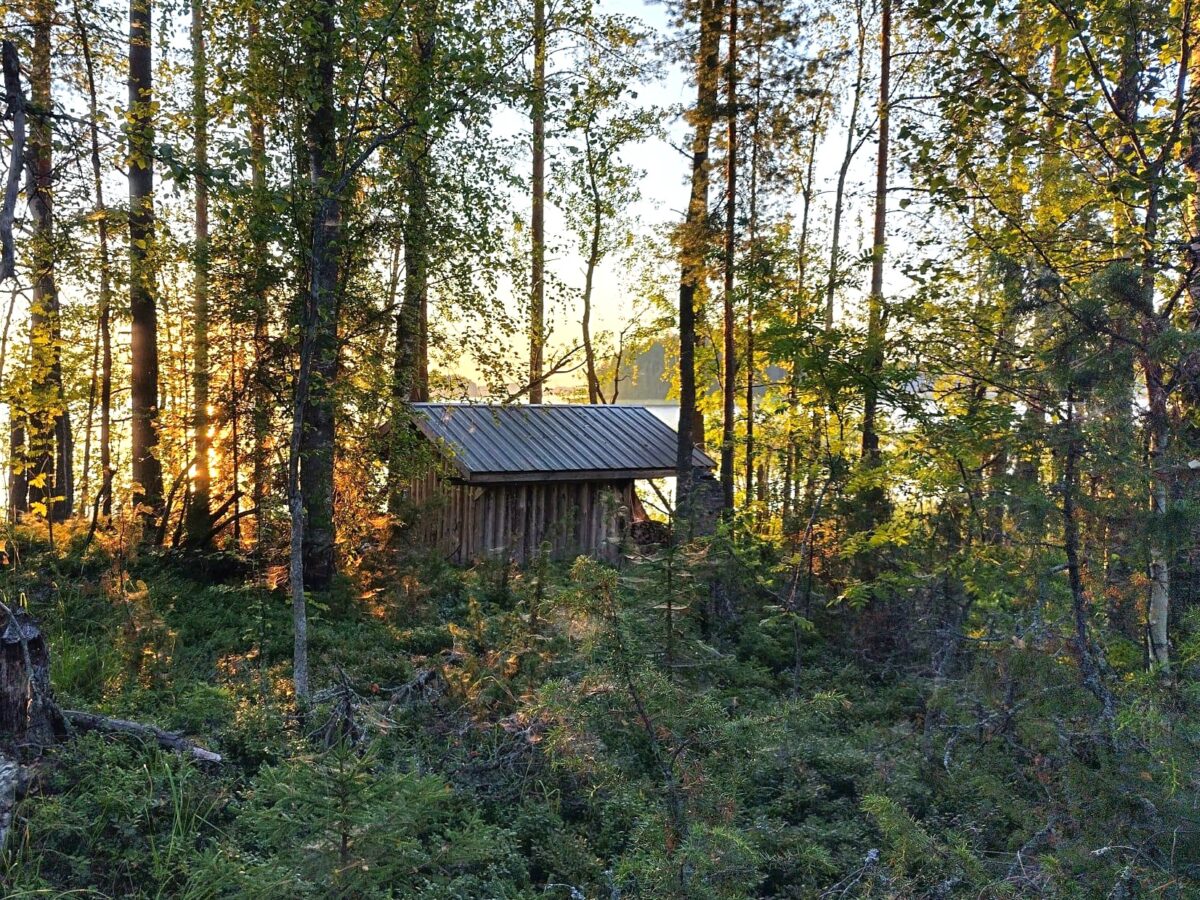 Mökki metsässä. Kuva: SMY
