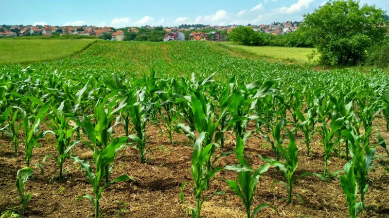 Belgrade, Serbia — Corn plant growing in a field. Photo: Flambo/Pexels