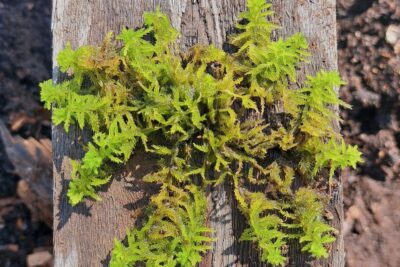 Haarautuva rahkasammal. Kuva: Teemu Tahvanainen