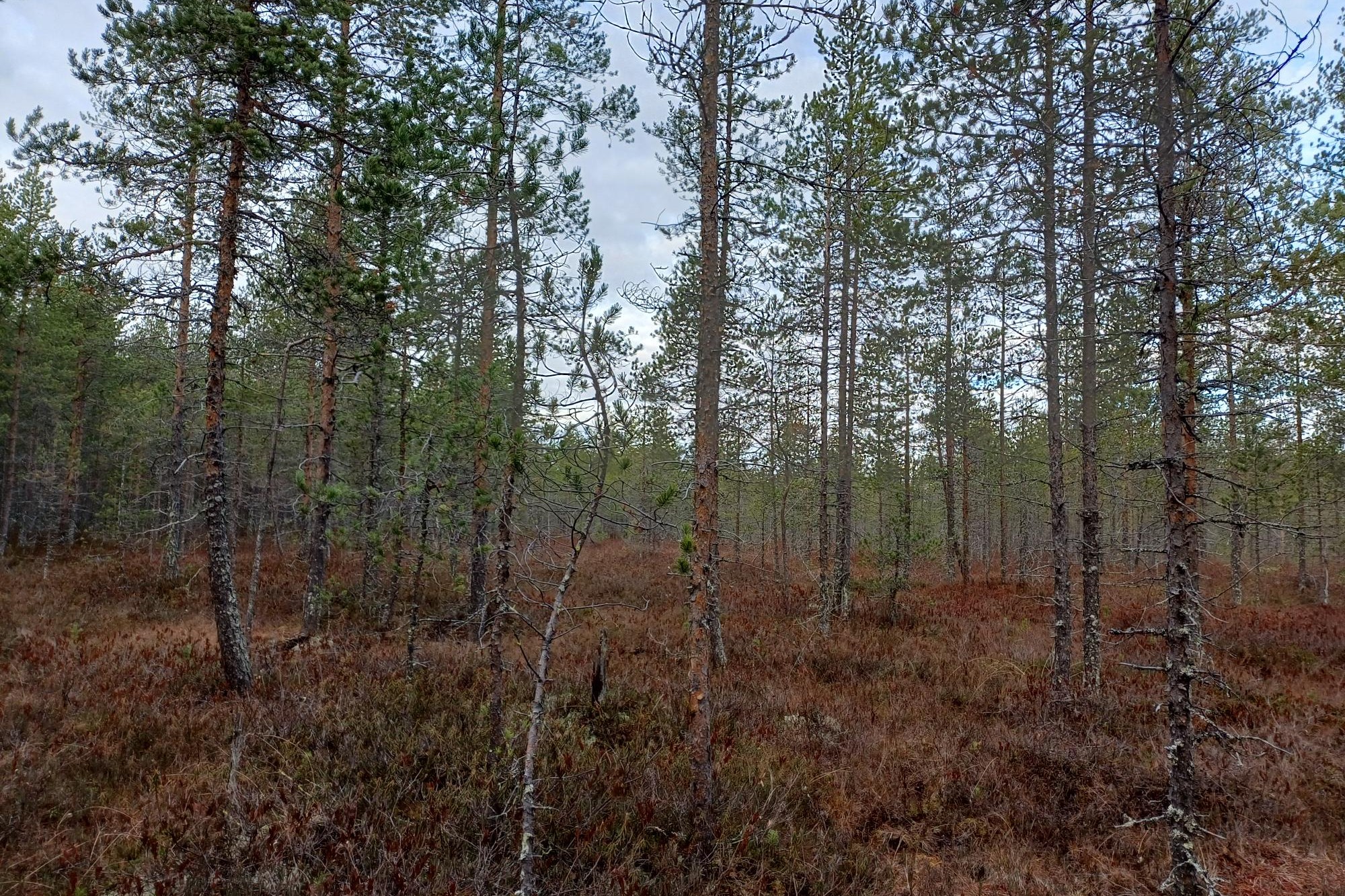 kuikkasuo-ilomantsi-luonnosta-riippuu-noin-puolet-globaalista-bktsta