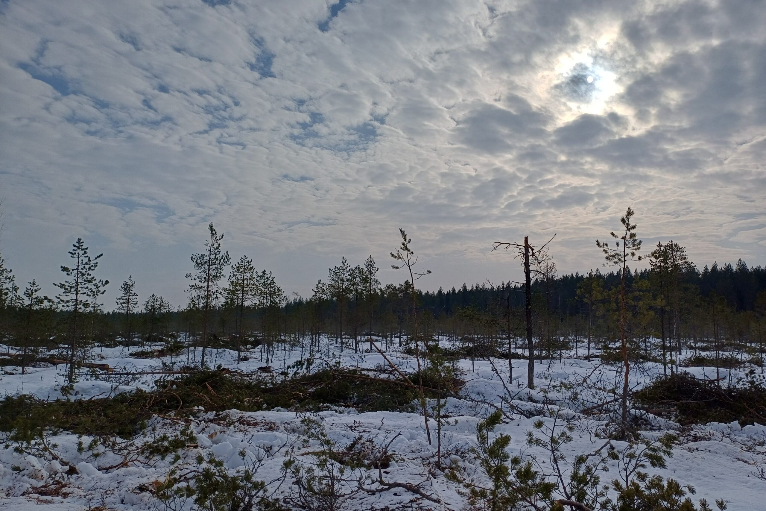 Kuikkasuo, Ilomantsi peatland area during winter 2026. Photo. 
The Central Union of Agricultural Producers and Forest Owners (MTK)