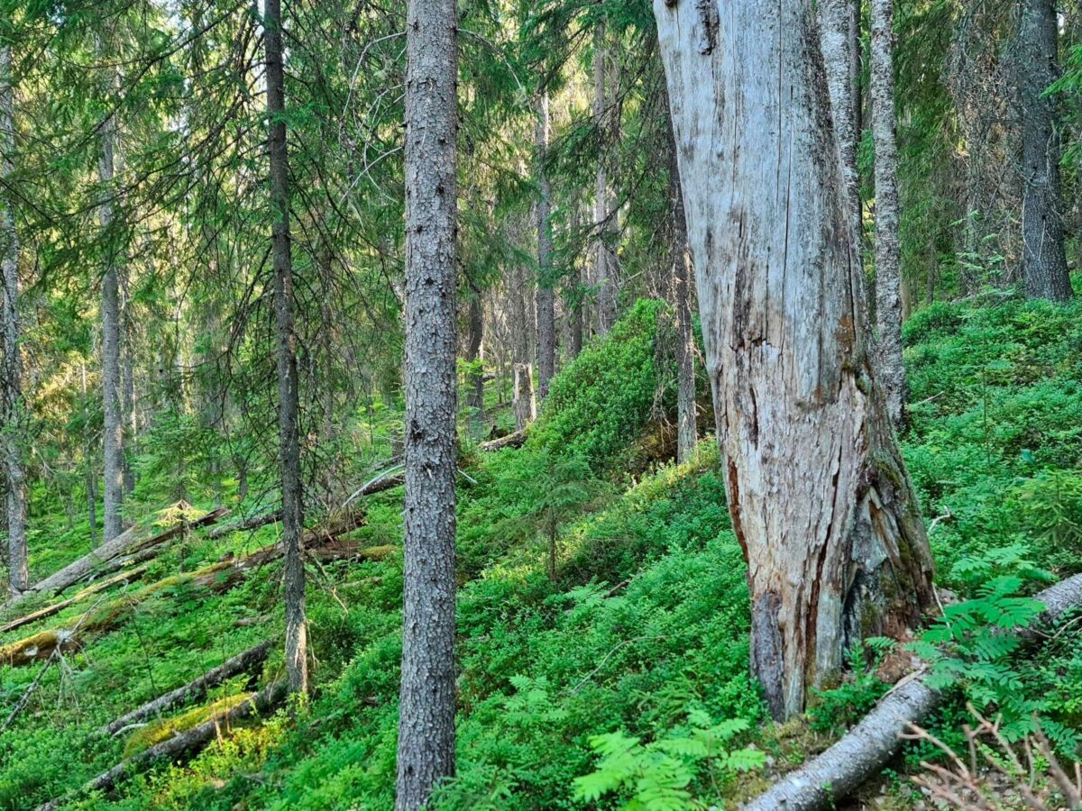 Valtion monikäyttömetsien luontokohteilla esiintyy tuoreen lajistokartoituksen mukaan runsaasti harvinaista lajistoa. Metsähallitus Metsätalous Oy:n kartoituksissa tehtiin yli 5400 havaintoa uhanalaisista ja vanhan metsän lajeista. Lisäksi löydettiin 80 erityisesti suojeltavan lajin aiemmin tuntematonta esiintymää. Kuva: Laura Vuoksenmaa