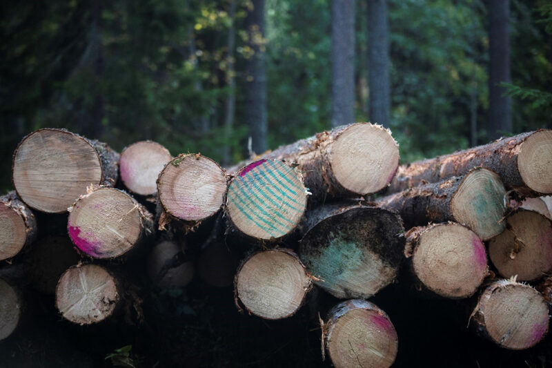A spruce log pile. Photo: Vilma Issakainen