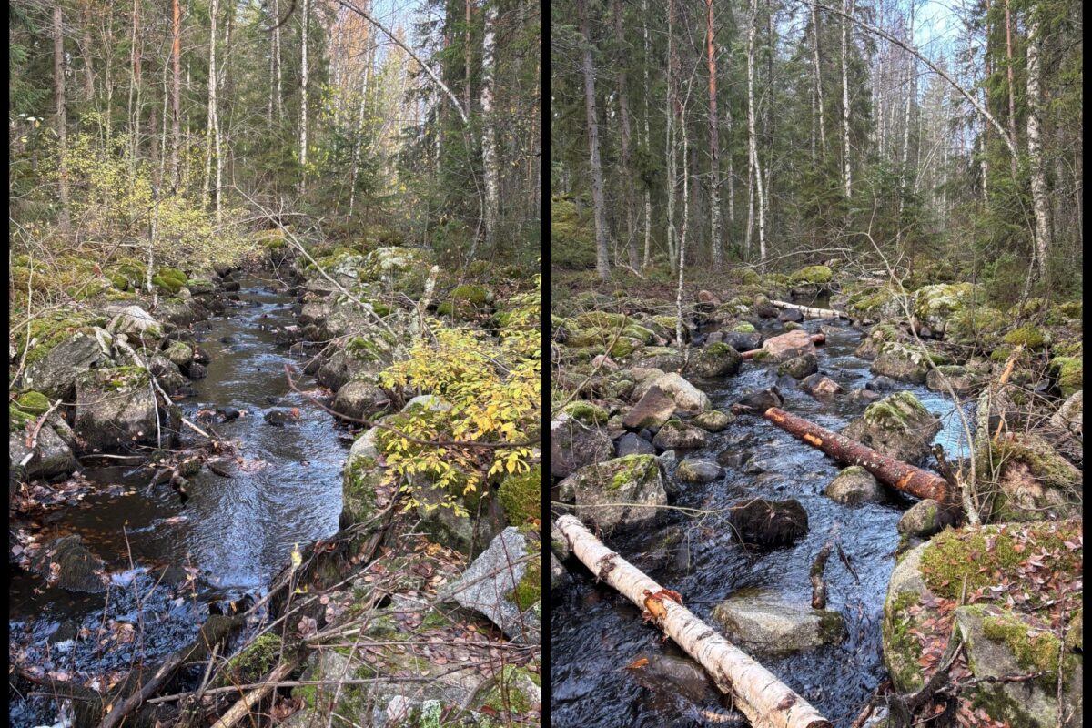 Tamaranjoki ennen ja jälkeen kunnostustöiden. Kuva: Eetu Karhunen